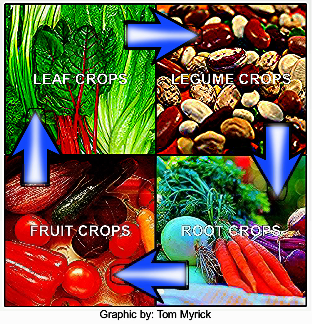 Smart Annual Crop Rotation Tips for Healthy Urban Gardens