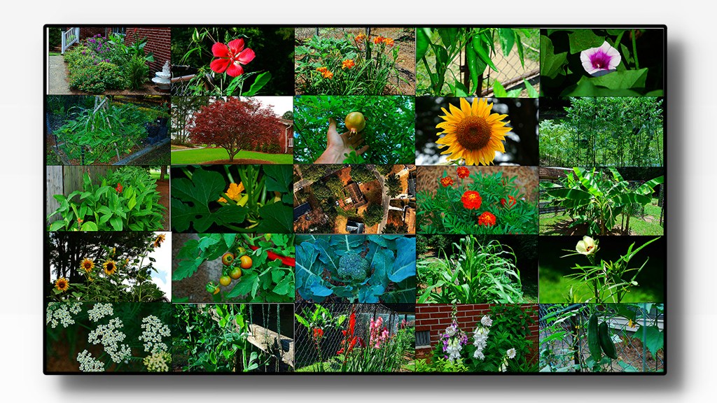 Cultivating Biodiversity: A Journey Through Our Veggie-Bed&nbsp;Garden