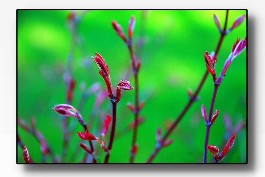 Equinox Enchantment: A Garden’s&nbsp;Awakening