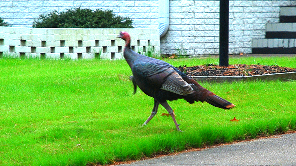 Gobbler’s Serenade: A Suburban Overture