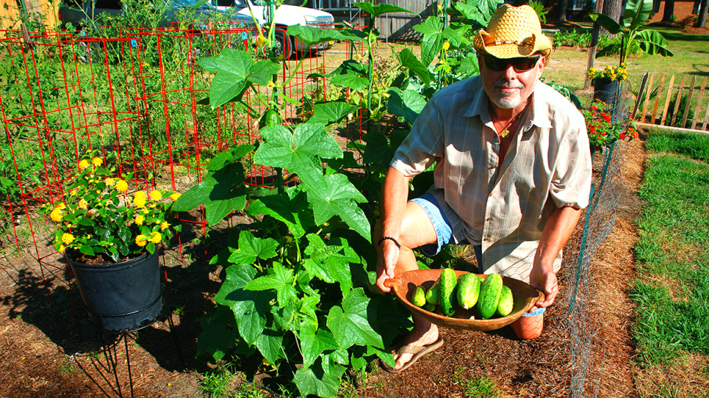 Thriving Sumter Cucumbers: Versatile, Resilient, and Perfect for&nbsp;Pickling