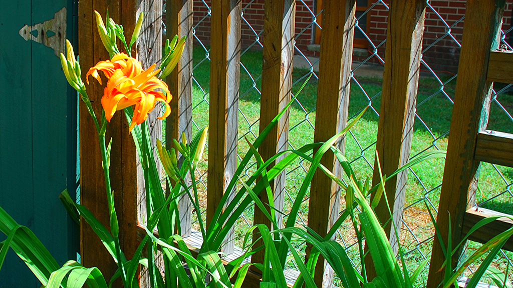 The First Daylily Blooms at the&nbsp;Veggie-Bed
