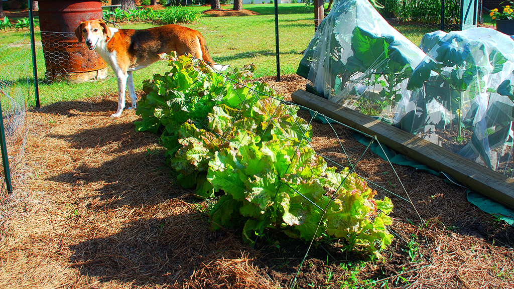 A Crispy Delight for Your Salad&nbsp;Bowl