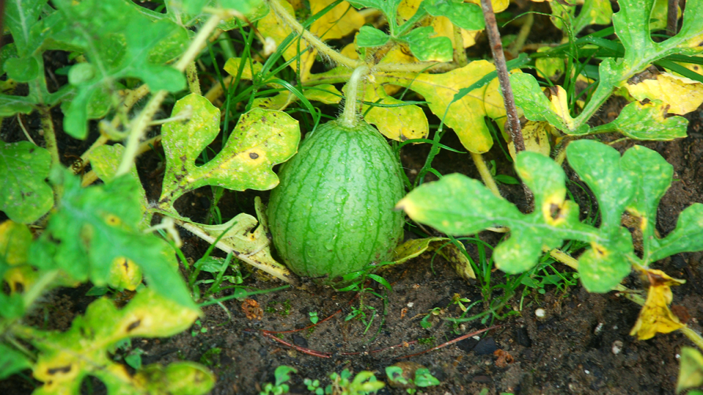 Resilient Tiny Yellow Watermelon in Urban Garden | Eco-Friendly&nbsp;Growing