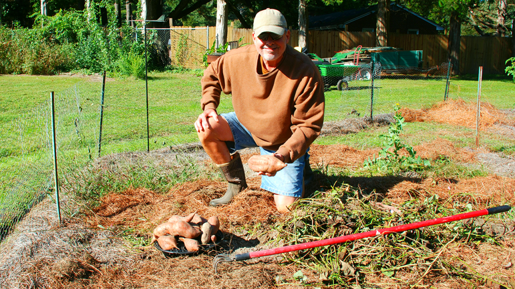Preserving Sweet Potatoes for Future Planting Success